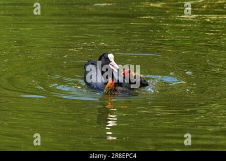 Eurasian coot (Fulica atra) with two young in green water of a lake Stock Photo