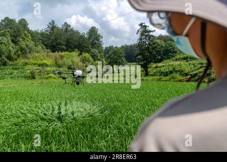 CHONGQING, CHINA - JUNE 20, 2023 - Farmers use a plant protection drone to 'kill insects' for rice in Chongqing, China, June 20, 2023. It is reported Stock Photo