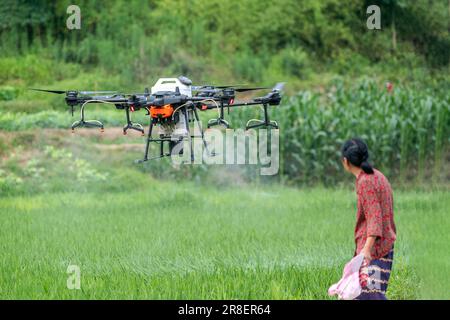 CHONGQING, CHINA - JUNE 20, 2023 - Farmers use a plant protection drone to 'kill insects' for rice in Chongqing, China, June 20, 2023. It is reported Stock Photo