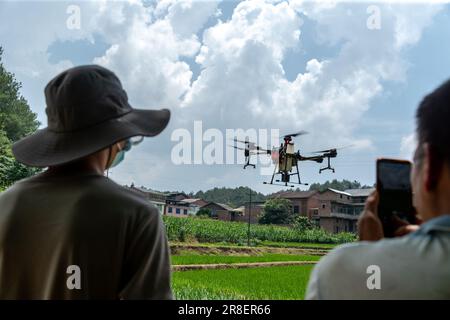 CHONGQING, CHINA - JUNE 20, 2023 - Farmers use a plant protection drone to 'kill insects' for rice in Chongqing, China, June 20, 2023. It is reported Stock Photo