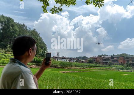 CHONGQING, CHINA - JUNE 20, 2023 - Farmers use a plant protection drone to 'kill insects' for rice in Chongqing, China, June 20, 2023. It is reported Stock Photo