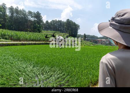 CHONGQING, CHINA - JUNE 20, 2023 - Farmers use a plant protection drone to 'kill insects' for rice in Chongqing, China, June 20, 2023. It is reported Stock Photo