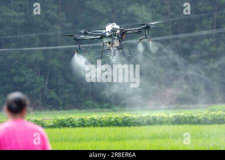 CHONGQING, CHINA - JUNE 20, 2023 - Farmers use a plant protection drone to 'kill insects' for rice in Chongqing, China, June 20, 2023. It is reported Stock Photo