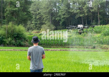 CHONGQING, CHINA - JUNE 20, 2023 - Farmers use a plant protection drone to 'kill insects' for rice in Chongqing, China, June 20, 2023. It is reported Stock Photo