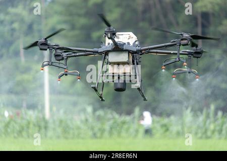 CHONGQING, CHINA - JUNE 20, 2023 - Farmers use a plant protection drone to 'kill insects' for rice in Chongqing, China, June 20, 2023. It is reported Stock Photo