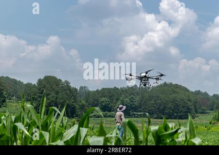 CHONGQING, CHINA - JUNE 20, 2023 - Farmers use a plant protection drone to 'kill insects' for rice in Chongqing, China, June 20, 2023. It is reported Stock Photo