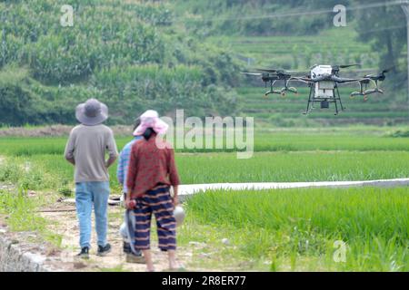 CHONGQING, CHINA - JUNE 20, 2023 - Farmers use a plant protection drone to 'kill insects' for rice in Chongqing, China, June 20, 2023. It is reported Stock Photo