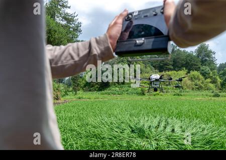 CHONGQING, CHINA - JUNE 20, 2023 - Farmers use a plant protection drone to 'kill insects' for rice in Chongqing, China, June 20, 2023. It is reported Stock Photo