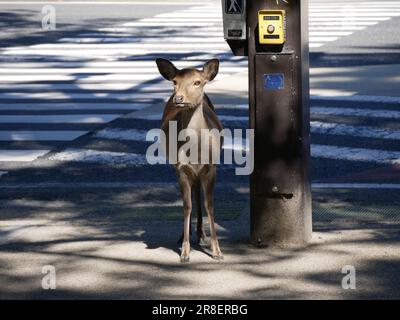 A sika deer in Nara, crossing the road as any pedestrian, in Japan Stock Photo