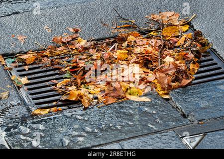 Leaves blocks a drain following a heavy storm, Queen Street, Auckland, New Zealand Stock Photo