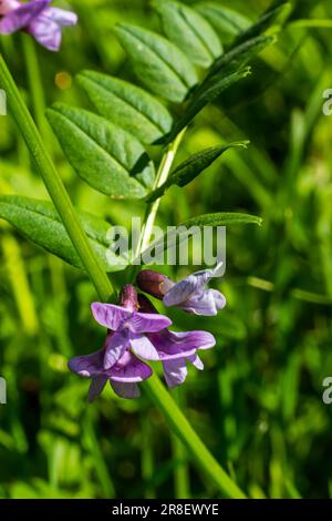 Vicia sepium or bush vetch is a plant species of the genus Vicia. Bush vetch Vicia sepium blooming on a meadow. Stock Photo