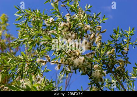Salix atrocinerea. Close-up of a jack salce branch with the mature female catkins, seeds, and leaves. Stock Photo