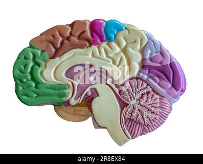 Anatomical model of a cross section of the human brain. Intelligence, psychology, migraine or neuroscience concept. Stock Photo