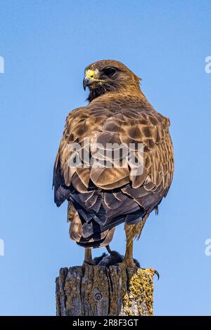 A Dark Morph Red Tailed Hawk with lunch at the San Luis National Wildlife refuge in the Central Valley of California USA Stock Photo