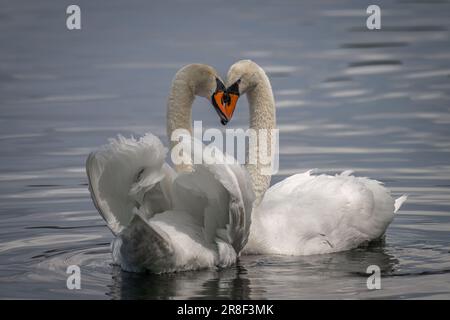 Two white swans peacefully glide on the water, making a heart-shape with their heads Stock Photo
