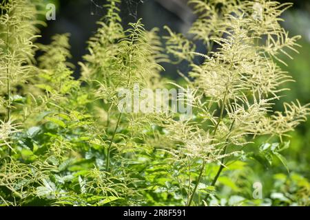 Volzhanka ordinary, or Aruncus dioicus grows and blooms in the garden in summer. Natural background Stock Photo