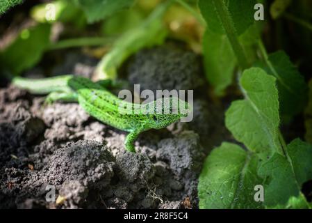 European green lizard Lacerta viridis emerging from the grass exposing its beautiful colors. Selective focus. Stock Photo
