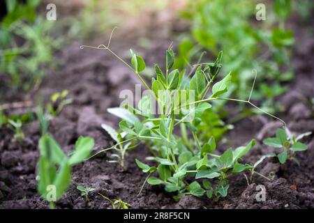 Young sweet green pea sprouts growing in a soil in a vegetable garden. Concept of growing own vegetables. Gardening. Stock Photo