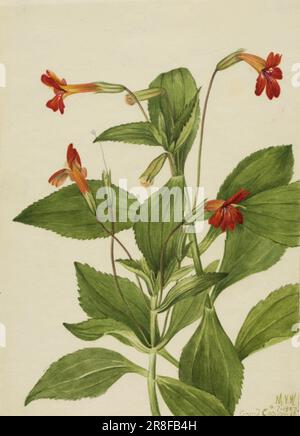 Mimulus cardinalis, by Mary Vaux Walcott Stock Photo - Alamy