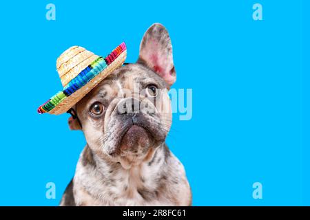 French Bulldog dog wearing sombrero sun hat on blue background with copy space Stock Photo