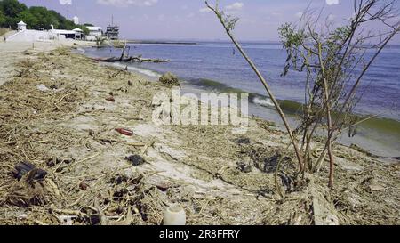 Trees with floating debris has reached Black Sea coastal zone in Odessa, Ukraine. Environmental disaster caused by the explosion of Kakhovka Stock Photo