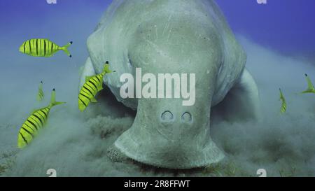 Frontal portrait of Sea Cow (Dugong dugon) or Dugong accompanied by ...