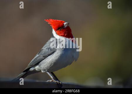 Close-up of a red-crested cardinal (Paroaria coronata) seen in a park in the city of Buenos Aires, Argentina Stock Photo