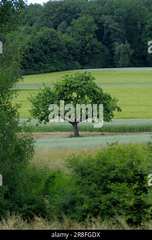 Apple tree in field, forest Stock Photo