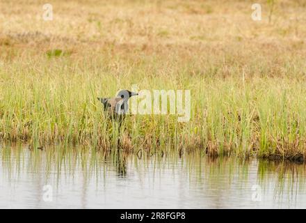 Hooded crow (Corvus cornix) at the waterside, Kostamustie Finland. June 2023 Stock Photo