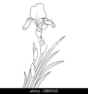 Line art iris flower on white background, vector illustration Stock Vector
