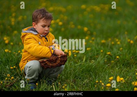 Boy collecting young dandelion flowers in a basket on a sunny day. Healthy lifestyle. Harvesting spring medicinal herbs. Cute little boy sitting in a Stock Photo