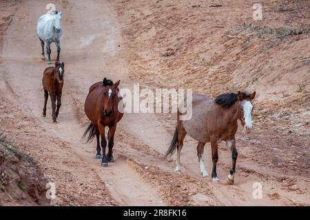 Wild horses Canyon de Chelly Stock Photo