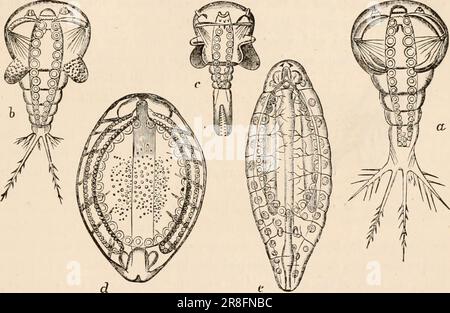 'Elementary text-book of zoology, tr. and ed. by Adam Sedgwick, with the assistance of F. G. Heathcote' (1892-1893) Stock Photo