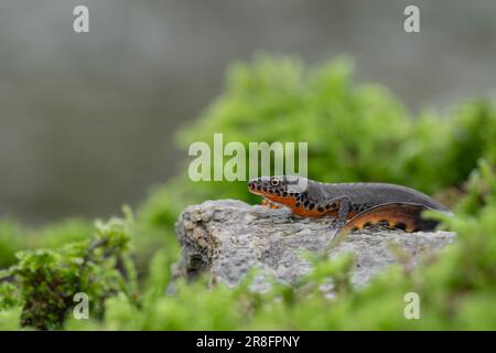 Alpine newt on the riverside (Ichthyosaura alpestris) Stock Photo