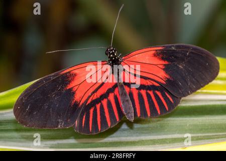 Postman Butterfly (Heliconius melpomene) resting Stock Photo