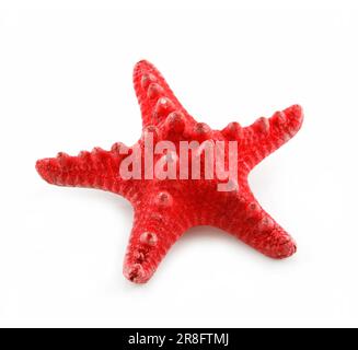 Red Starfish Isolated on a White Background Stock Photo