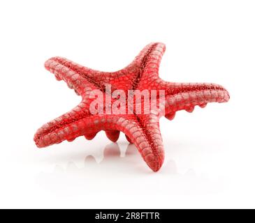 Red Starfish Isolated on a White Background Stock Photo