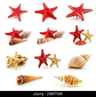 Set of Seashells (Starfish and Scallop) Isolated on White Background Stock Photo
