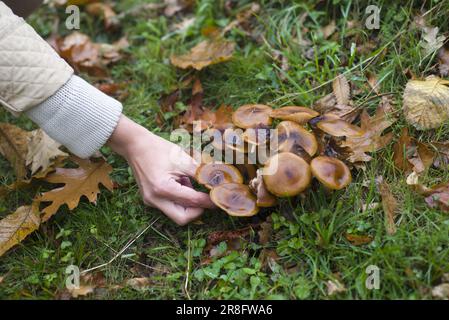 Hand Take Mushroom in the Forest Stock Photo
