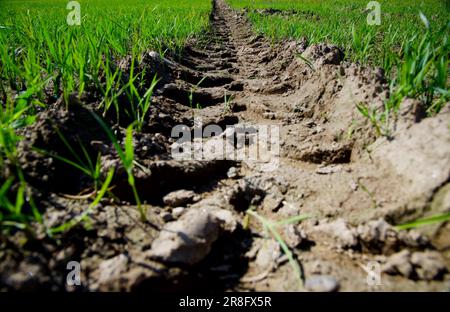 Tractor Track on the Green Rice Field Stock Photo