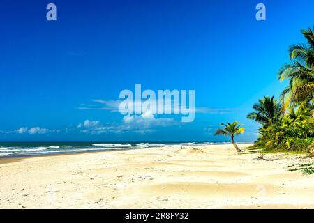 Coconut trees by the sea at the beautiful Sargi beach in Serra Grande on the coast of Bahia Stock Photo