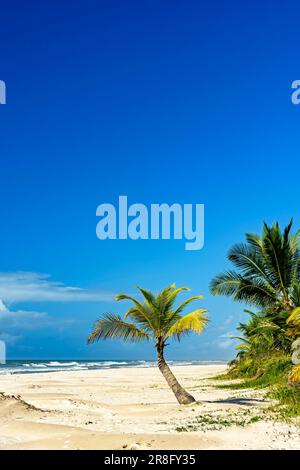 Coconut trees on the sand by the sea at the beautiful Sargi beach in Serra Grande on the coast of Bahia Stock Photo