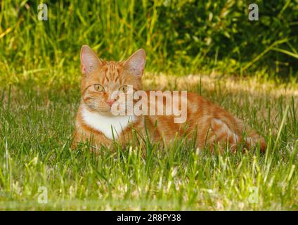 Young (Felis catus) red tabby male, lying on the meadow, North Rhine-Westphalia, Germany Stock Photo