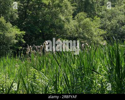 Spring scene showing grasses and fluffy bullrushes with trees behind Stock Photo