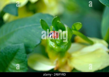 Ladybird on dahlia bud, asian lady beetle (Harmonia axyridis) Stock Photo