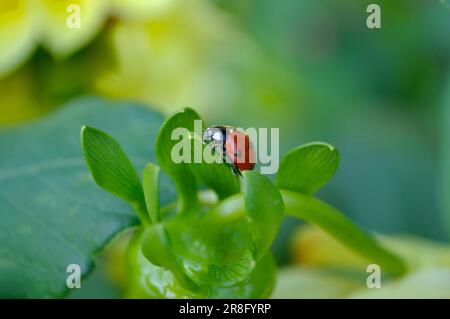 Ladybird on dahlia bud, asian lady beetle (Harmonia axyridis) Stock Photo
