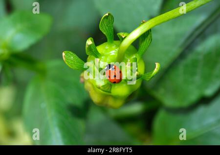 Ladybird on dahlia bud, asian lady beetle (Harmonia axyridis) Stock Photo