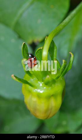Ladybird on dahlia bud, asian lady beetle (Harmonia axyridis) Stock Photo
