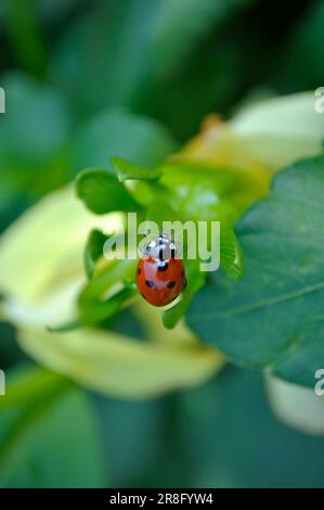 Ladybird on dahlia bud, asian lady beetle (Harmonia axyridis) Stock Photo