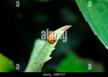 Ladybird on dahlia bud, asian lady beetle (Harmonia axyridis) Stock Photo